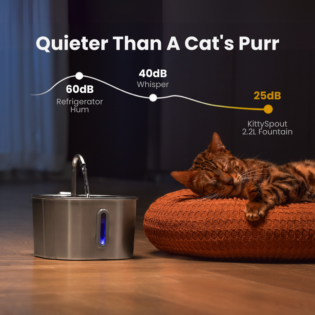 The KittySpout™ - 2.2L Hydration & Playtime Value Bundle