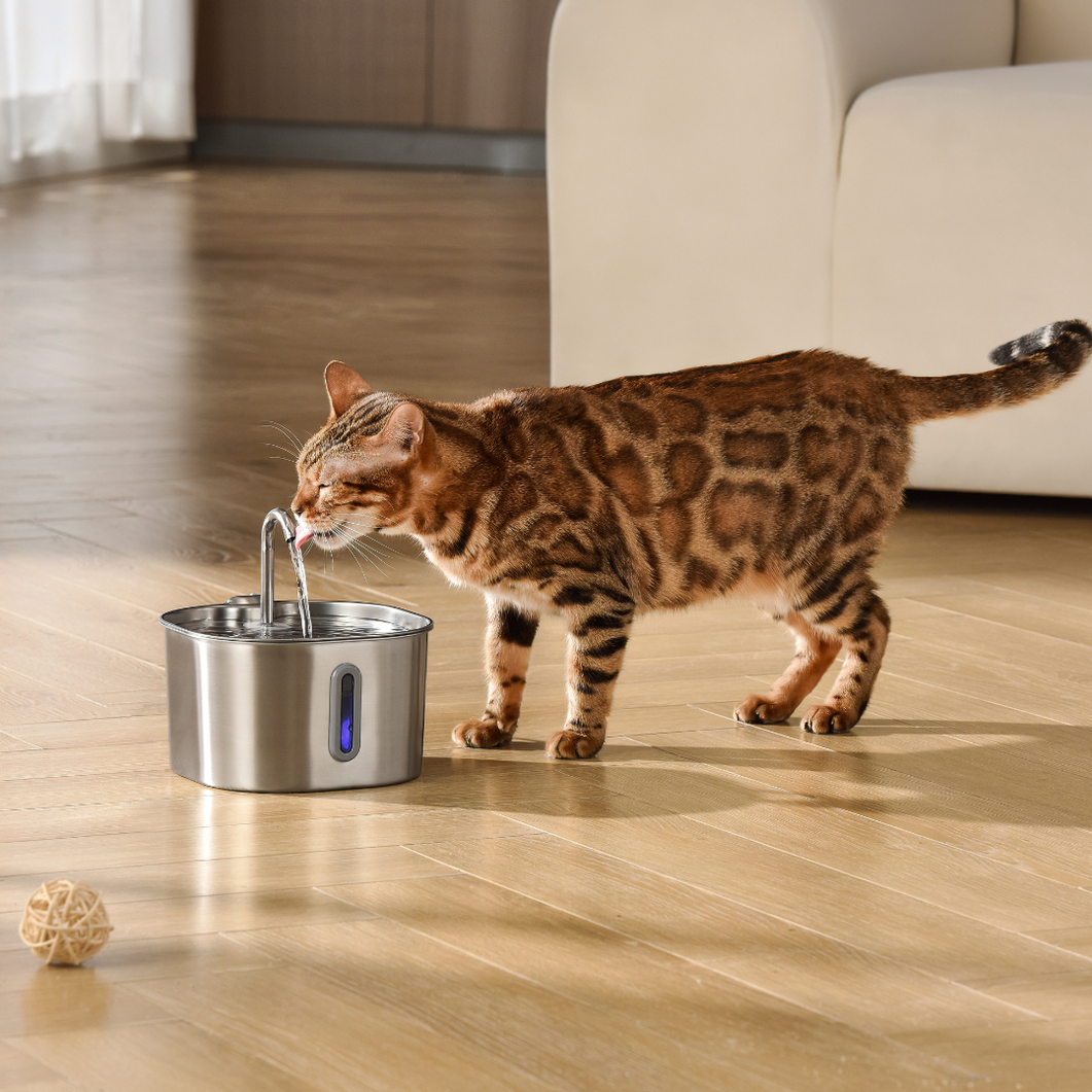 The KittySpout™ - 2.2L VIP Value Bundle